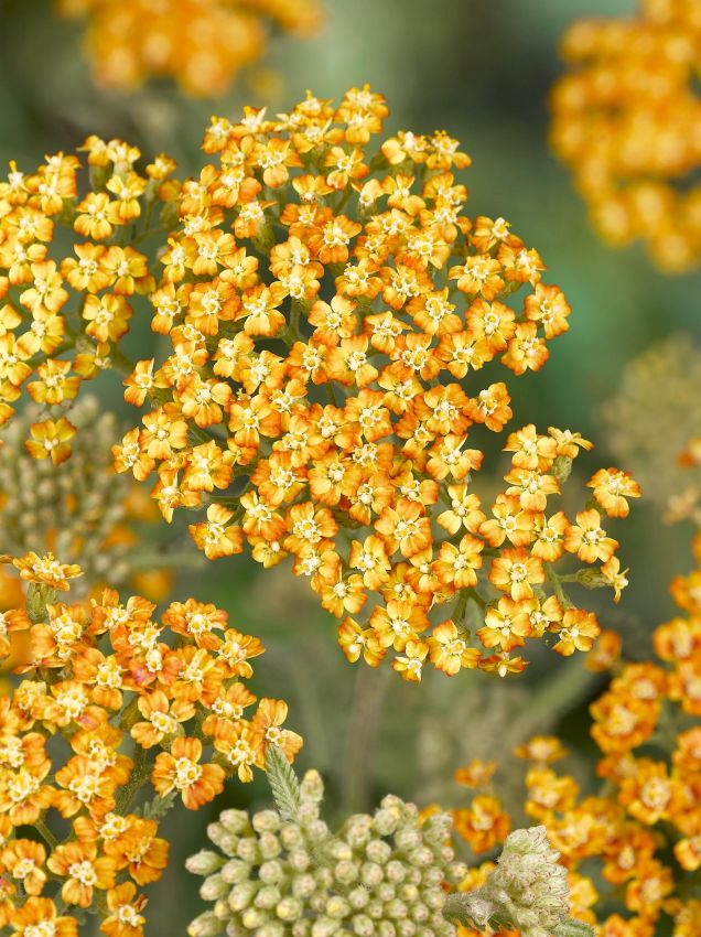 Schafgarbe Achillea terracotta
