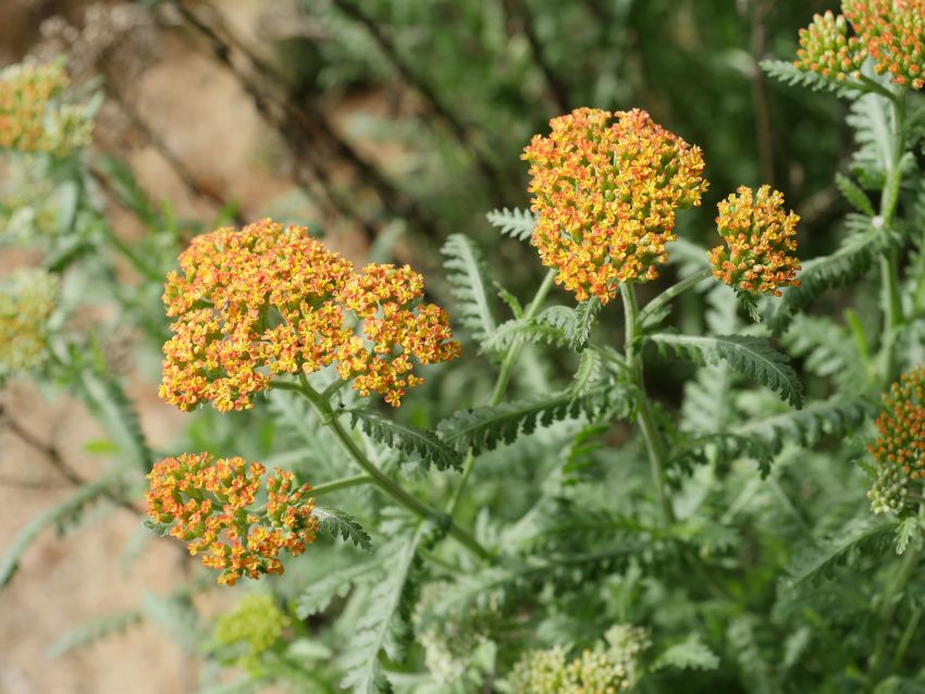 Achillea 'Terracotta' - Schafgarbe