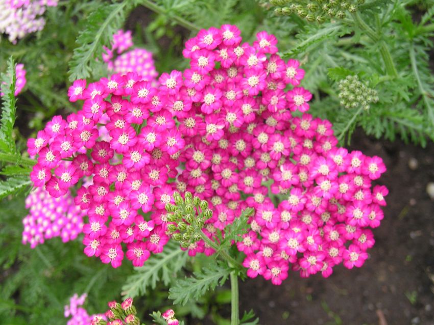Achillea 'Cerise Queen' - Schafgarbe
