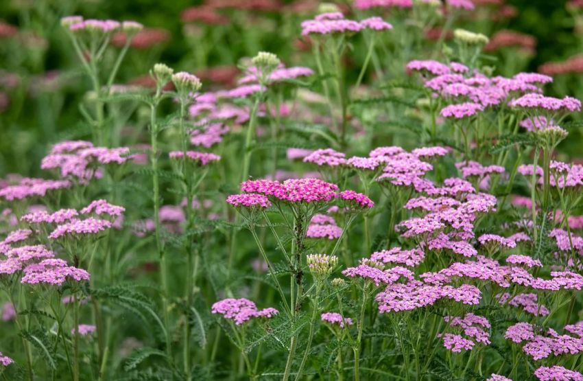 Achillea 'Cerise Queen' - Schafgarbe