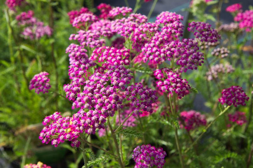 Achillea 'Cerise Queen' - Schafgarbe