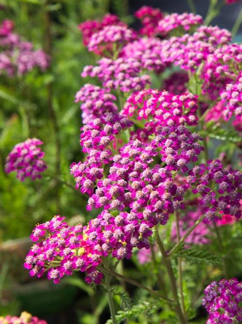 Schafgarbe Achillea cerise queen