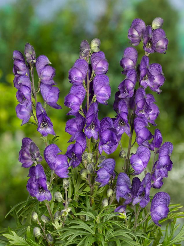 Eisenhut Aconitum napellus blau