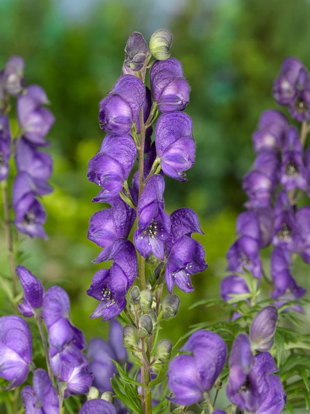 Aconitum napellus 'Blau' - Eisenhut