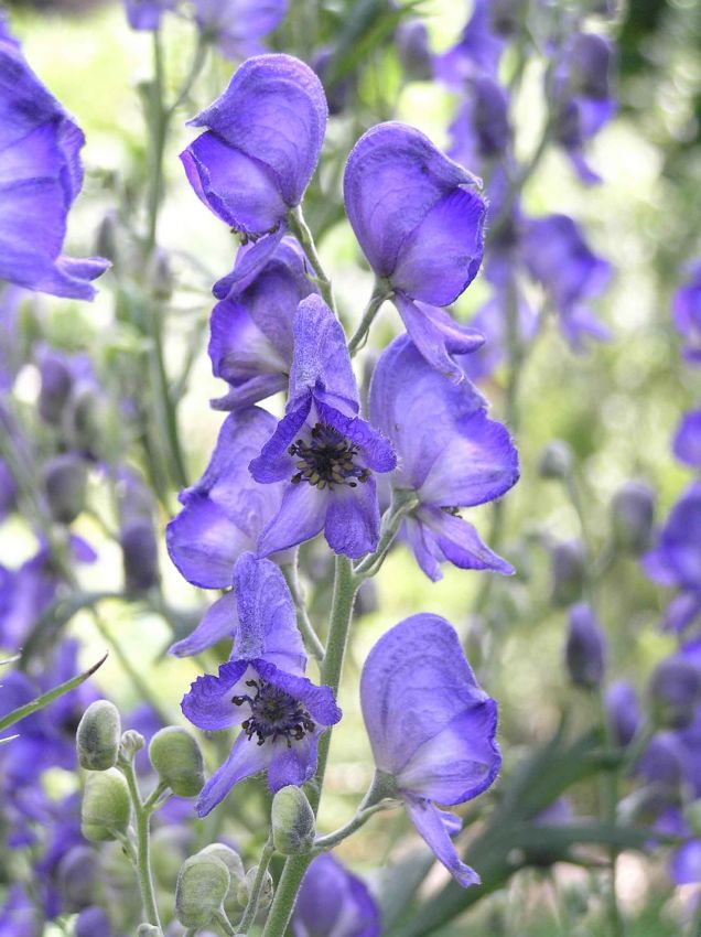 Aconitum napellus 'Blau' - Eisenhut