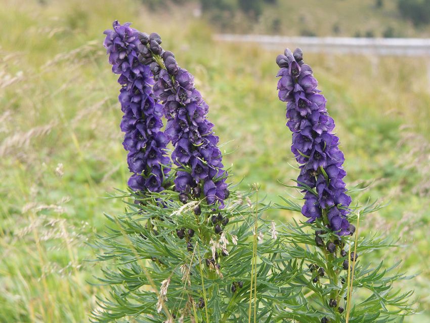 Aconitum napellus 'Blau' - Eisenhut
