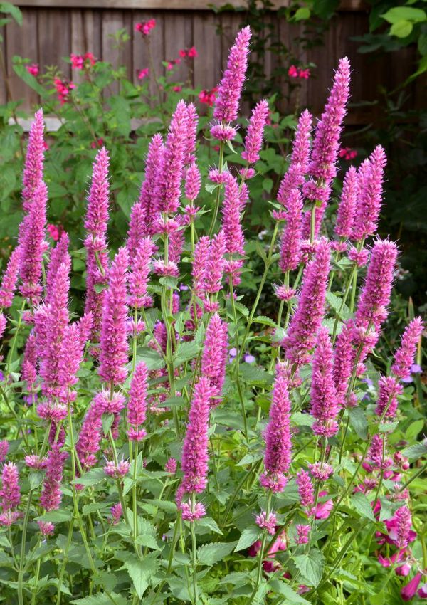 Agastache 'Danish Delight'