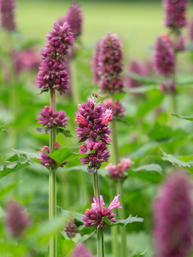 Agastache 'Danish Delight'