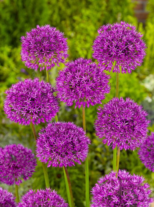 Zierlauch Allium aflatunense (hollandicum)