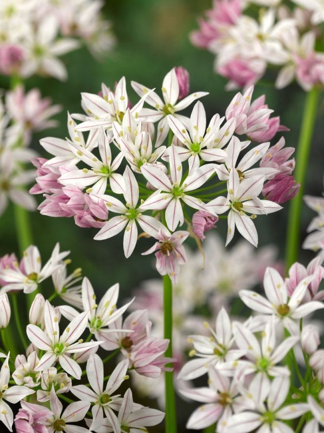 Zierlauch Allium cameleon