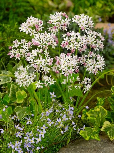 Allium 'Cameleon' - Zierlauch