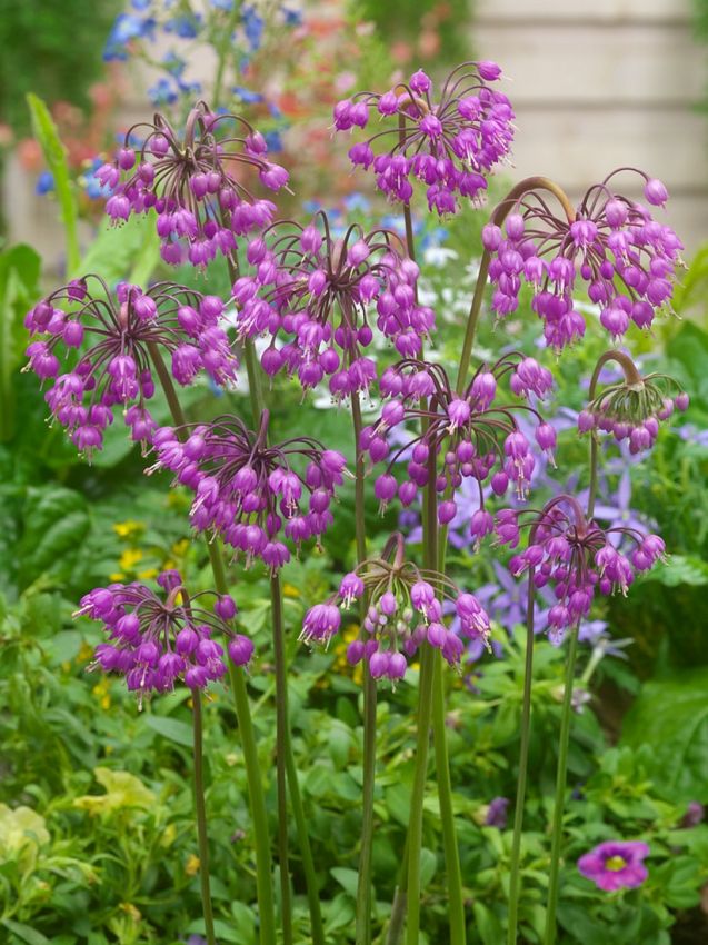 Allium 'Cernuum' - Zierlauch