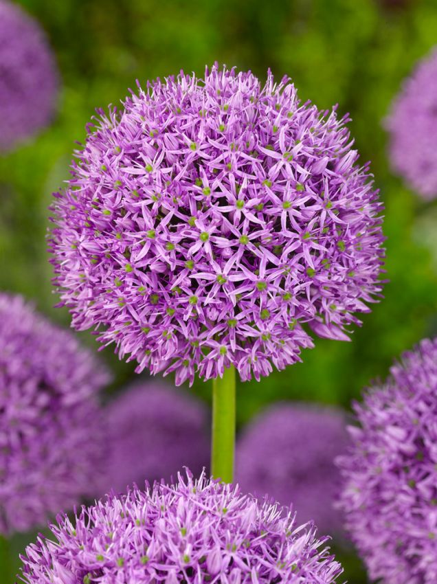 Zierlauch Allium gladiator