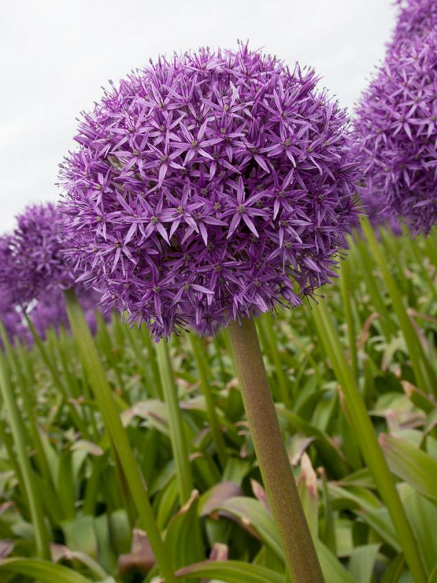 Allium 'Globemaster' - Zierlauch