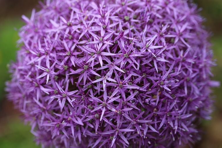 Allium 'Globemaster' - Zierlauch