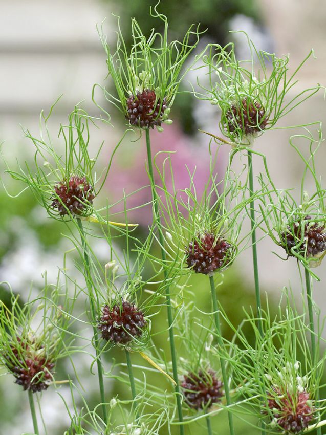 Zierlauch Allium hair