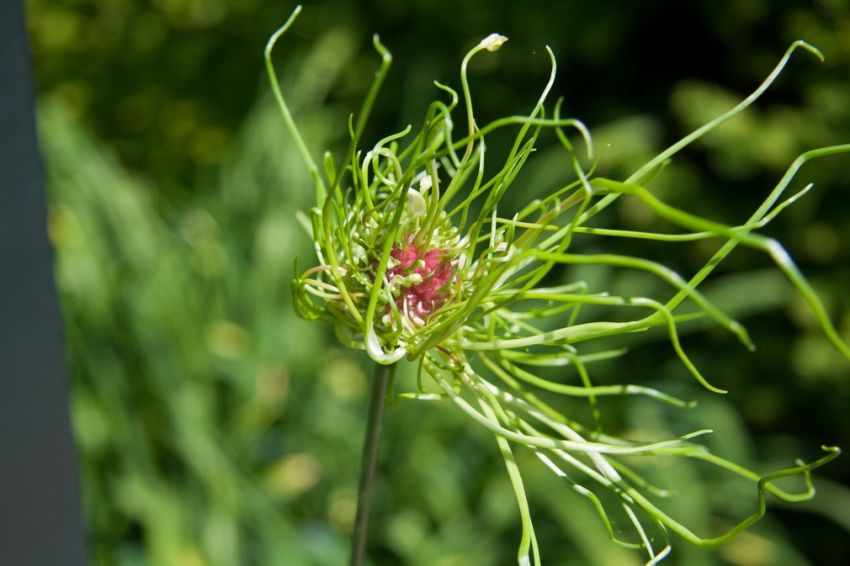 Allium 'Hair' - Zierlauch