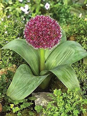 Zierlauch Allium karataviense
