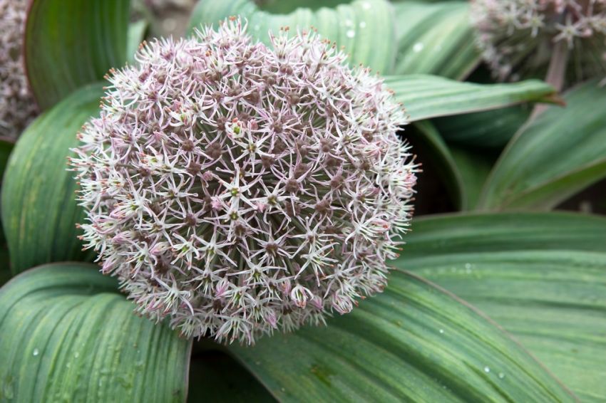Allium 'Karataviense' - Zierlauch