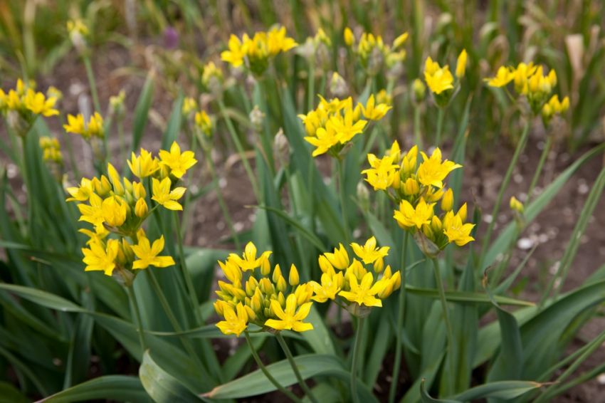 Zierlauch 'Moly Luteum' - 100 Stück