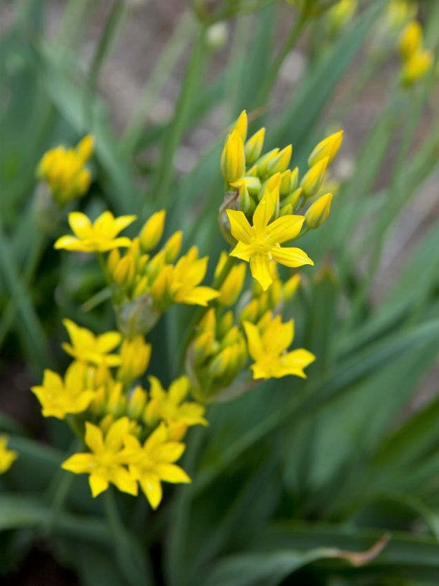Zierlauch 'Moly Luteum' - 100 Stück