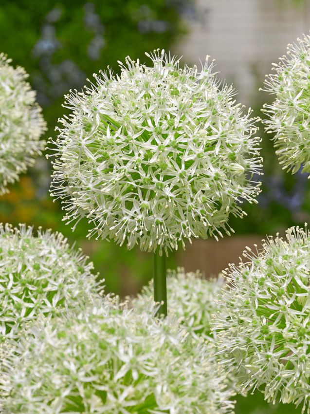 Zierlauch Allium mount everest