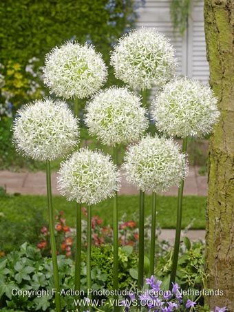 Allium 'Mount Everest' - Zierlauch