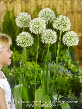 Allium 'Mount Everest' - Zierlauch