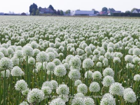 Allium 'Mount Everest' - Zierlauch