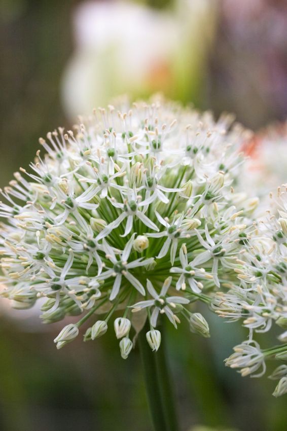 Allium 'Mount Everest' - Zierlauch