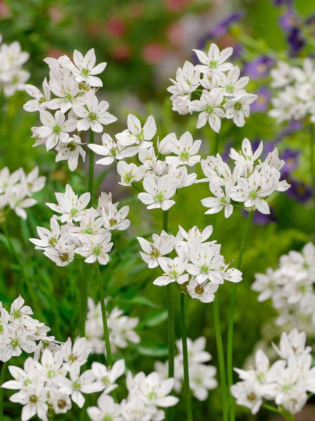 Zierlauch Allium neapolitanum