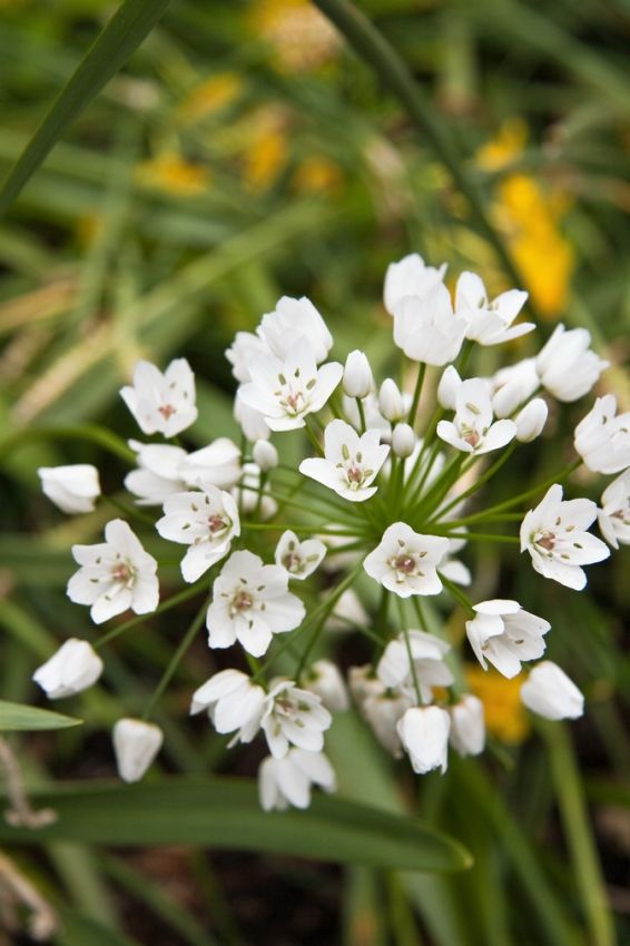 Allium 'Neapolitanum' - Zierlauch
