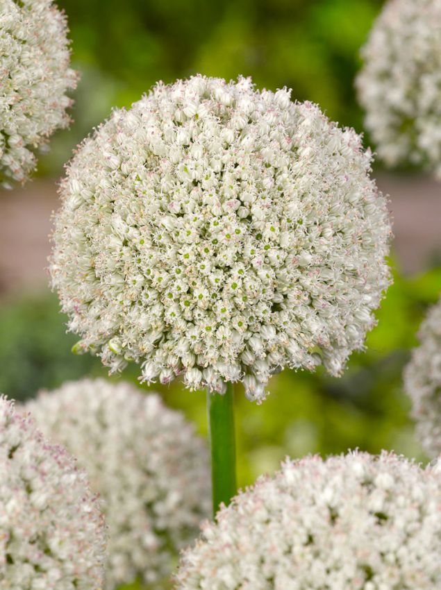 Zierlauch Allium ping pong