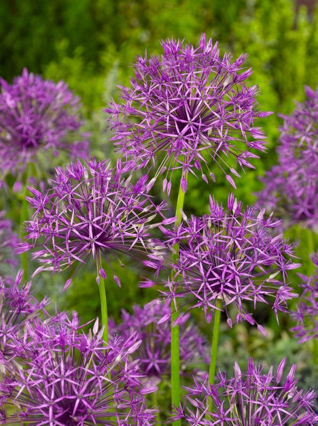 Zierlauch 'Purple Rain' - 25 Stück