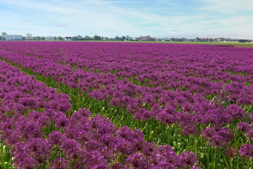 Zierlauch 'Purple Rain' - 25 Stück