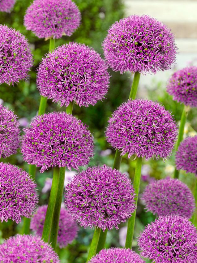 Allium 'Purple Suze' - Zierlauch