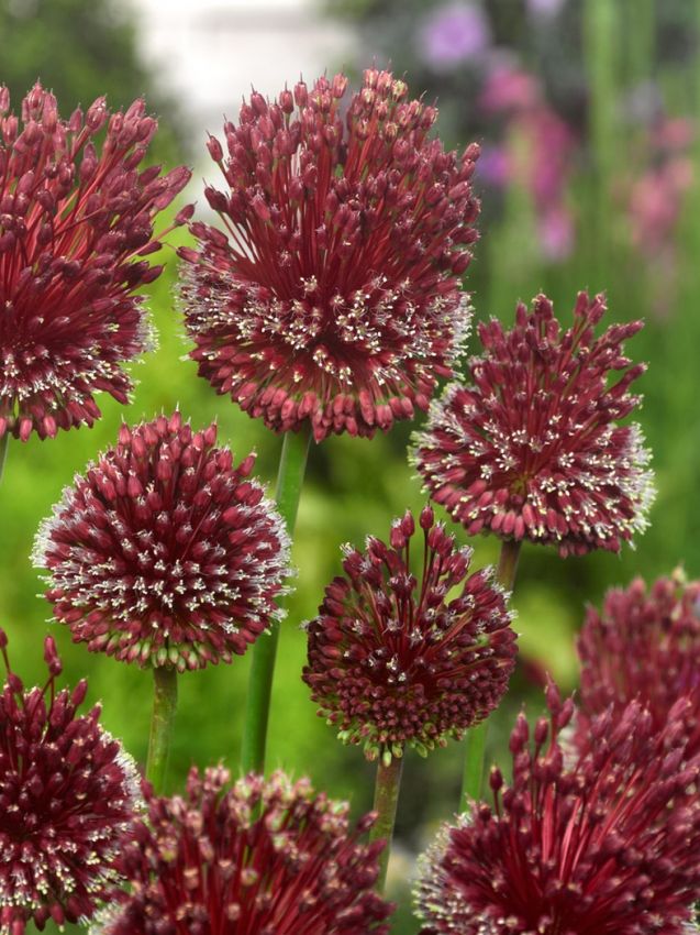 Zierlauch 'Red Mohican' - 10 Stück