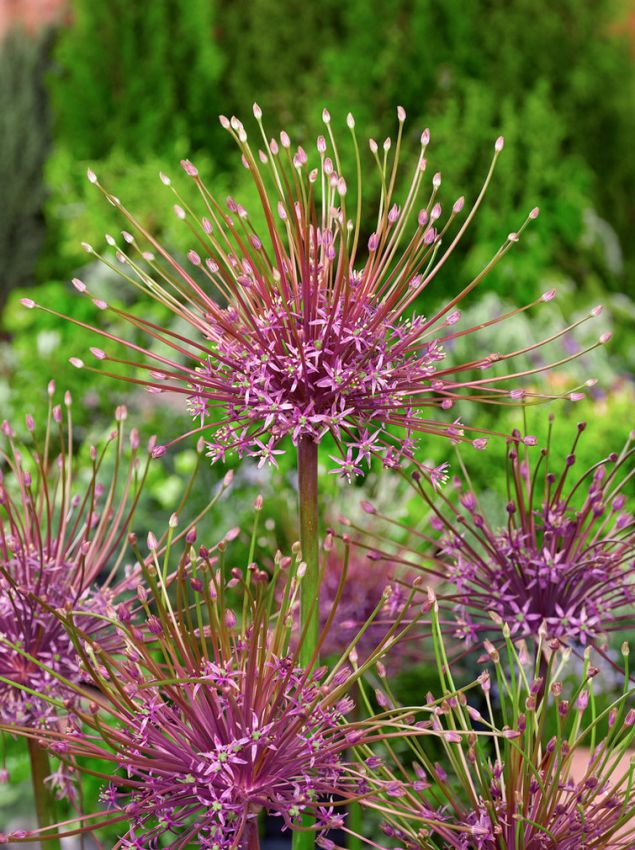 Zierlauch Allium schubertii