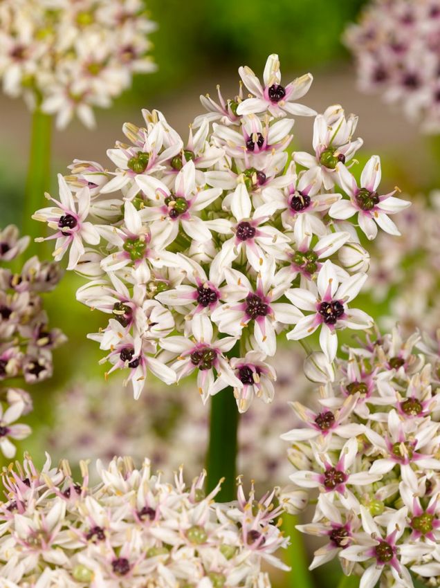 Zierlauch Allium silver spring