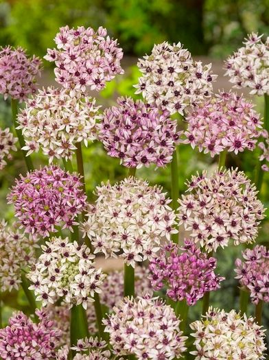 Allium 'Silver Spring' - Zierlauch
