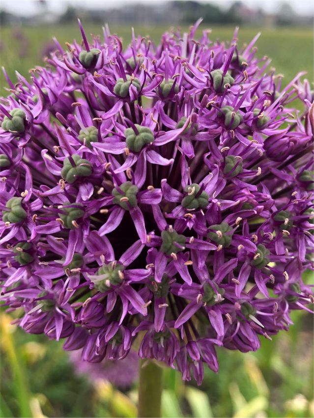 Zierlauch 'Goliath Giganteum' - 10 Stück