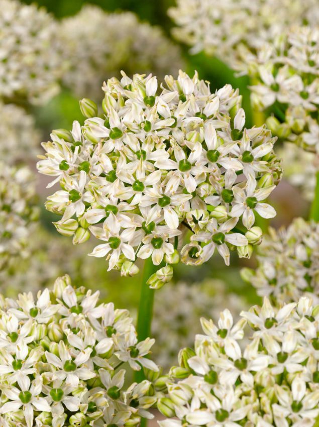 Zierlauch Allium nigrum
