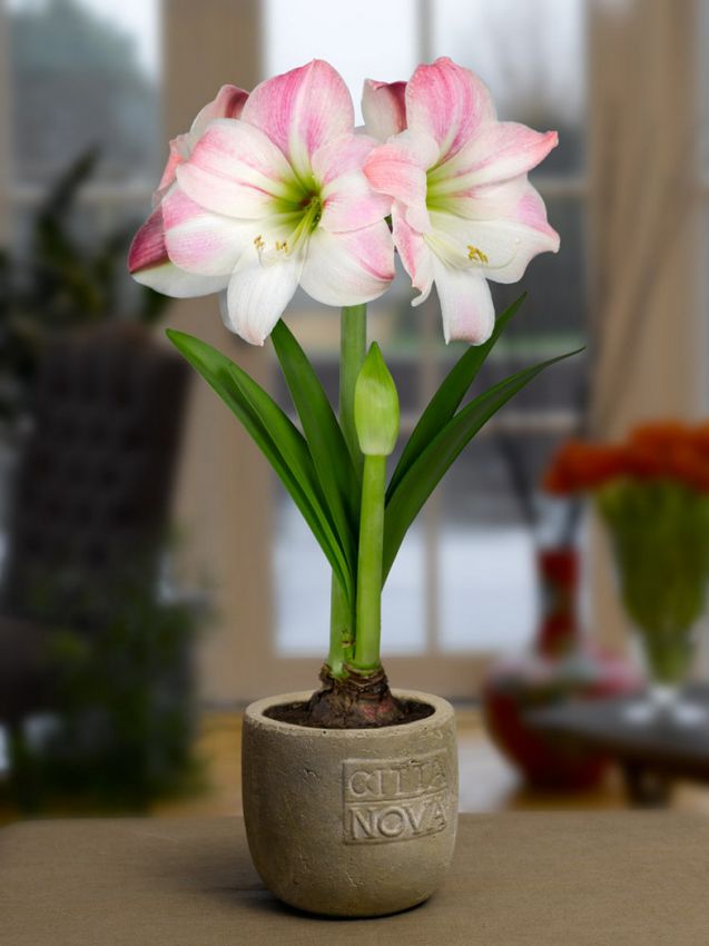 Hippeastrum 'Appleblossom' - Rittersterne