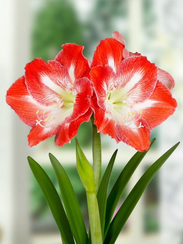 Hippeastrum Minerva gestreift