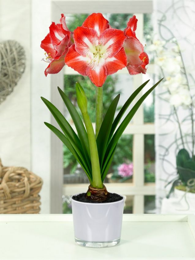 Hippeastrum 'Minerva Gestreift' - Rittersterne