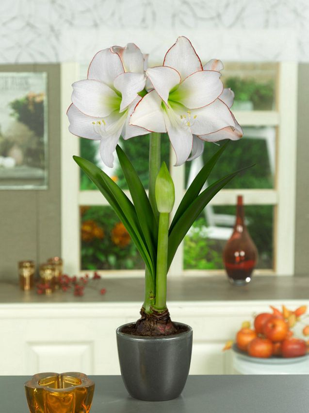 Hippeastrum Picotee