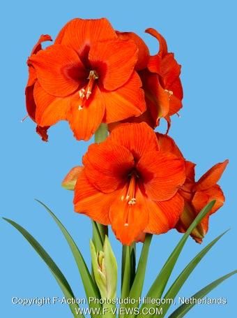 Hippeastrum 'Orange Souvereign' - Rittersterne