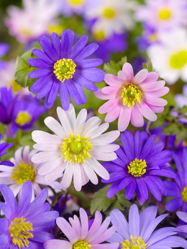 Anemone Blanda mischung