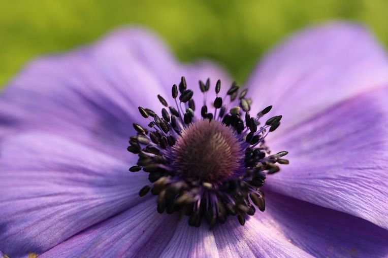 Anemone 'Mr. Fokker Coronaria' - 100 Stück