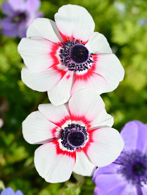 Anemone Bicolor/duet coronaria